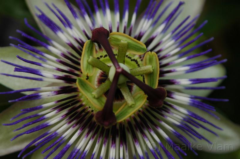 amazing flower.jpg - (C)M.Vlam 2007 maaike.vlam@gmail.com